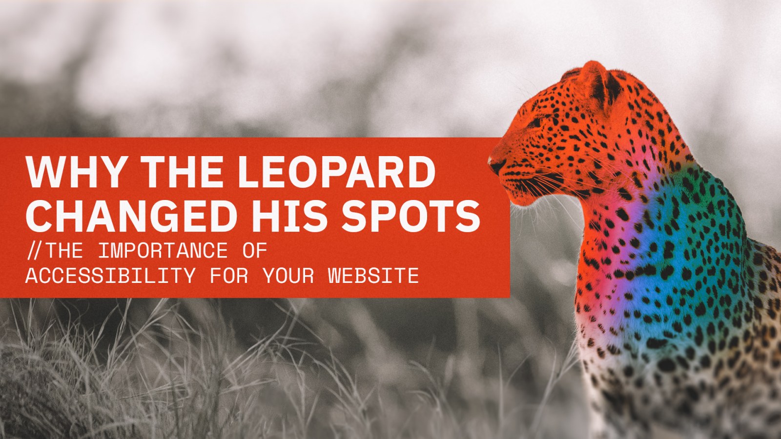 A Leopard sitting in tall grass with the text "Why The Leopard Changed his Spots" " //The Importance of Accessibility for Your Website"