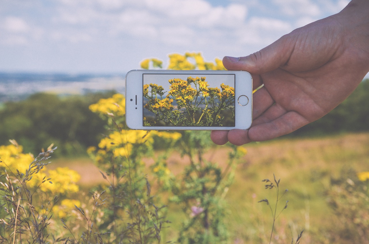 Taking a picture of flowers with an iPhone